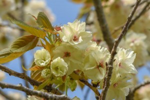 20180413-20180413ウコン　鬱金　桜